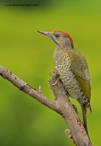 Juv Green Woodpecker