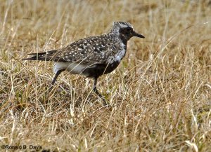 Black-bellied Plover AK SER'14