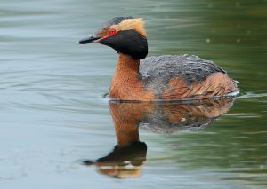 Slavonian Grebe