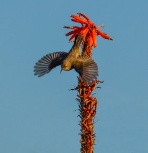 Female Sunbird