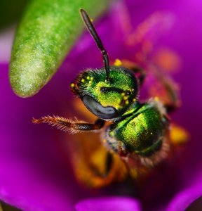 Tiny green sweat bee