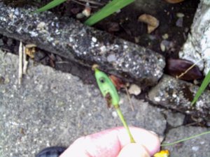 Small green beetle