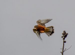 Rock Kestrel