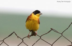 Black-headed Bunting