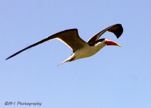 African Skimmer ( Rynchops flavirostris)