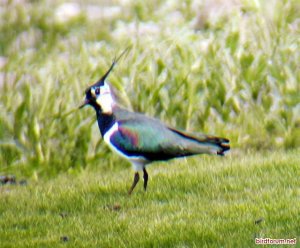 Northern Lapwing