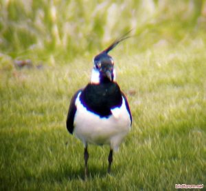 Northern Lapwing Close up