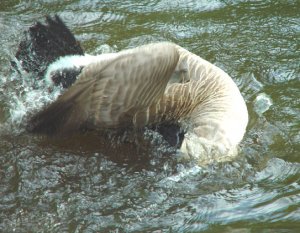 Washing my back