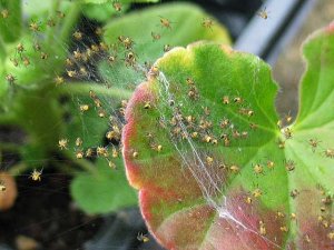 Spiderlings