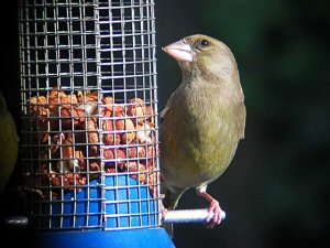 Greenfinch