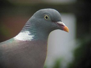 Wood Pigeon