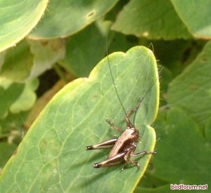 nymph bush cricket