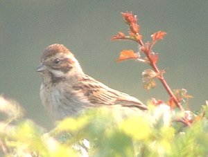 female reed bunting