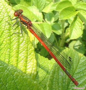 large red damselfly