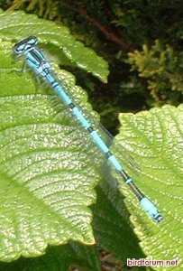 azure damselfly