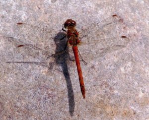 Common darter on rock