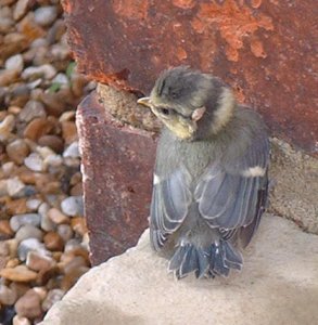 baby blue tit