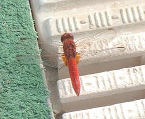 Scarlet dragonfly