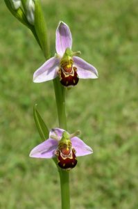 Bee Orchid 2