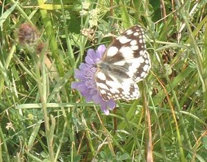 marbled white on scabius