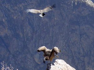 Young Andean Condors