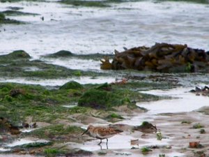 Dunlin?