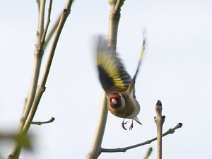 Goldfinch in flight