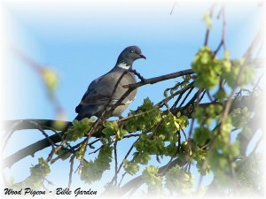 Wood Pigeon