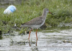 Redshank