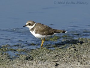 Little Ringed Plover