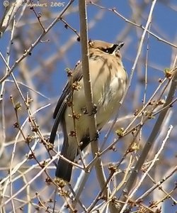 Cedar Waxwing