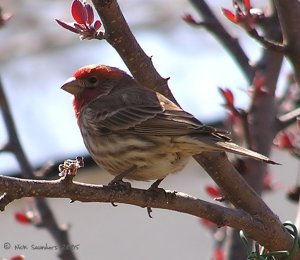 Male House Finch