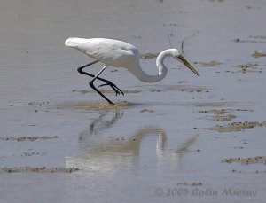 Reflections