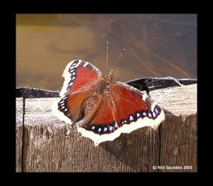 Mourning Cloak Butterfly