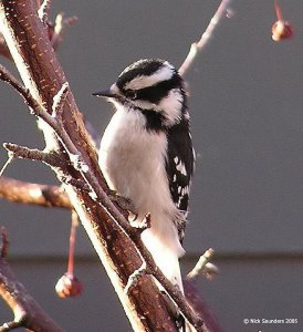 Downy Woodpecker