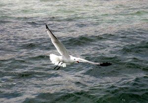 Audouins Gull in Flight