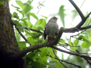 Nightingale close up