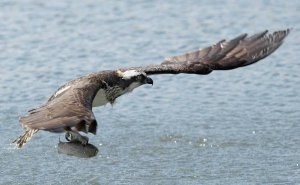 Osprey