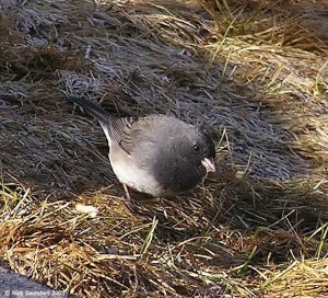 Dark Eyed Junco