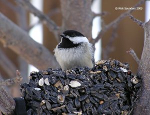 Black Capped Chickadee