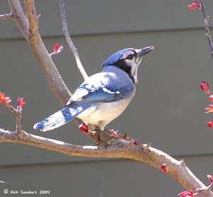 BlueJay