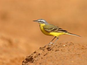 Yellow wagtail