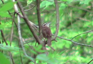 Carolina Wren