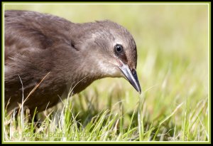 Studious Starling