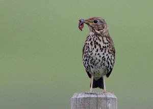 Song Thrush