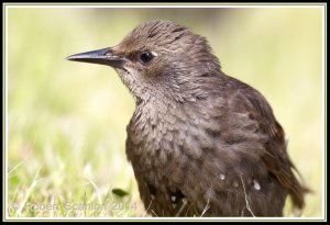 Stationary Starling