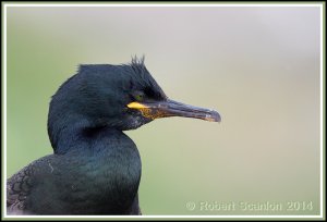 European Shag portrait