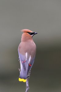 Cedar Waxwing