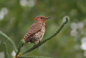 Northern Flicker