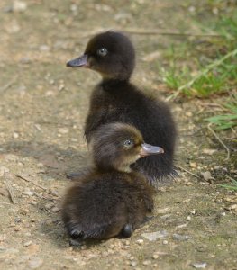 Tufted Ducklings